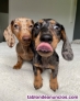 Fotos del anuncio: Adorables Cachorros de Salchicha / Teckel Miniatura para adopcin.