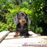Fotos del anuncio: Adorables Cachorros de Salchicha / Teckel Miniatura para adopcin.