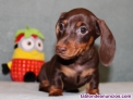 Fotos del anuncio: Adorables Cachorros de Salchicha / Teckel Miniatura para adopcin.
