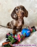 Fotos del anuncio: Adorables Cachorros de Salchicha / Teckel Miniatura para adopcin.