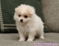 Fotos del anuncio: Regalo - Adorables Cachorros de Pomerania Toy.. +34 613655850