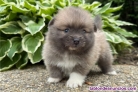 Fotos del anuncio: Regalo - Adorables Cachorros de Pomerania Toy.. +34 613655850