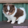 Fotos del anuncio: Regalo - Adorables Cachorros de Pomerania Toy.. +34 613655850