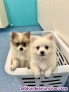 Fotos del anuncio: Regalo - Adorables Cachorros de Pomerania Toy.. +34 613655850