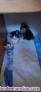 Fotos del anuncio: Regalo gatitos