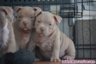Fotos del anuncio: American Bully