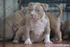 Fotos del anuncio: American Bully