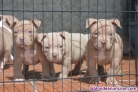 Fotos del anuncio: American Bully