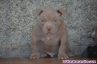 Fotos del anuncio: American Bully