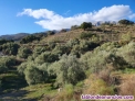 Fotos del anuncio: Vendo terreno 