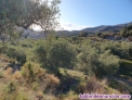 Fotos del anuncio: Vendo terreno 