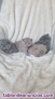 Fotos del anuncio: Gatitos british pelo largo