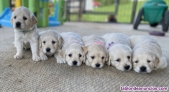 Fotos del anuncio: Regalo Magnificos Cachorros Golden Retriever en adopcin