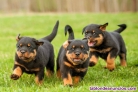 Fotos del anuncio: Regalo Magnificos Cachorros Rottweiler en adopcin