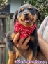 Fotos del anuncio: Cachorros de Rottweiler de Pura Raza +34 623383221