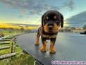 Fotos del anuncio: Cachorros de Rottweiler de Pura Raza +34 623383221
