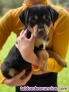 Fotos del anuncio: Cachorros de Rottweiler de Pura Raza +34 623383221