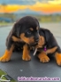 Fotos del anuncio: Cachorros de Rottweiler de Pura Raza +34 623383221