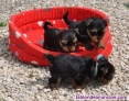 Fotos del anuncio: Cachorros York Terrier en adopcin