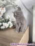 Fotos del anuncio: Gatitos Maine coon y British shorthair
