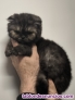 Fotos del anuncio: Gatitos Maine coon y British shorthair