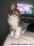 Fotos del anuncio: Gatitos Maine coon y British shorthair