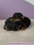Fotos del anuncio: Yorkshire terrier