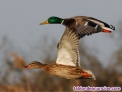 Tiradas de patos, perdiz y Ojeos con Batidores