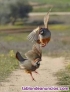 Fotos del anuncio: Tiradas de patos, perdiz y Ojeos con Batidores