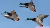 Fotos del anuncio: Tiradas de patos, perdiz y Ojeos con Batidores