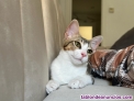 Fotos del anuncio: Gata en adopcin 
