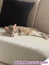 Fotos del anuncio: Gata en adopcin 