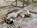 Fotos del anuncio: Gata en adopcin 