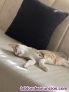 Fotos del anuncio: Gata en adopcin 
