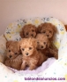 Fotos del anuncio: Regalo Cachorros de Caniche impresionantes( whatsapp(+34 632 25 19 18)