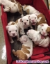 Fotos del anuncio: Cachorros de bulldog ingls en adopcin +34 622 18 50 90