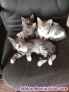 Fotos del anuncio: Se regalan gatitos 