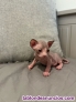 Gatitos Sphynx / esfinge / egipcio / gatos sin pelo