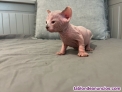 Fotos del anuncio: Gatitos Sphynx / esfinge / egipcio / gatos sin pelo