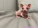 Fotos del anuncio: Gatitos Sphynx / esfinge / egipcio / gatos sin pelo