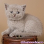 Los gatitos British ya están listos para nuevos