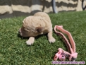 Fotos del anuncio: Caniche enano 