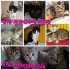 Gatitos - gatitas en adopcin 