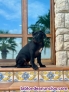 Fotos del anuncio: Adopcin Cane Corso