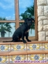 Fotos del anuncio: Adopcin Cane Corso
