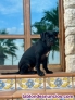 Fotos del anuncio: Adopcin Cane Corso