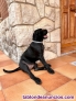 Fotos del anuncio: Adopcin Cane Corso