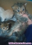 Fotos del anuncio: Gatitos persa