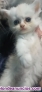 Fotos del anuncio: Gatitos persa