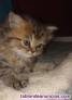 Fotos del anuncio: Gatitos persa